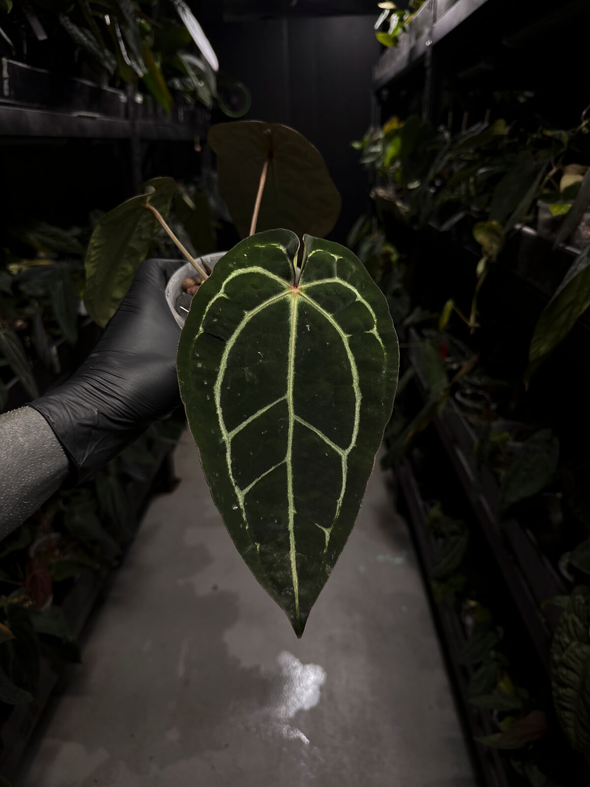 Anthurium ('Zara' x 'Michelle') x carlablackiae 'NSE' – The Plant Plug
