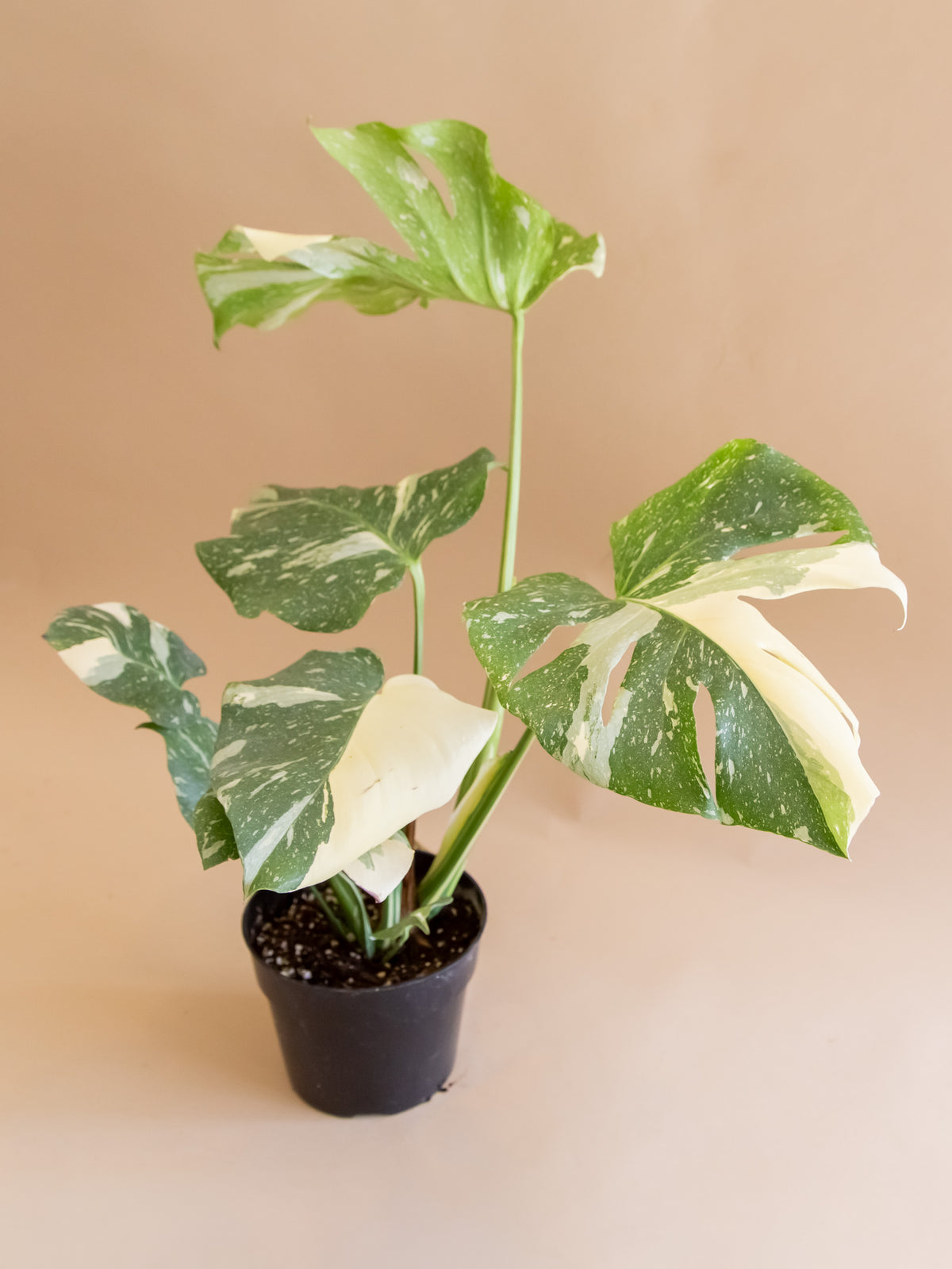 KN モンステラ 'タイコンステレーションカップケーキ'（MONSTERA