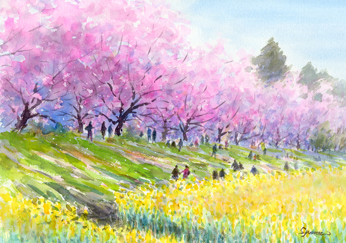 水彩画原画 桜堤と菜の花 | syoumei ｜インテリア絵画 アートの専門
