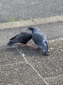 灰色鳩の写真素材｜写真素材なら「写真AC」無料（フリー）ダウンロードOK