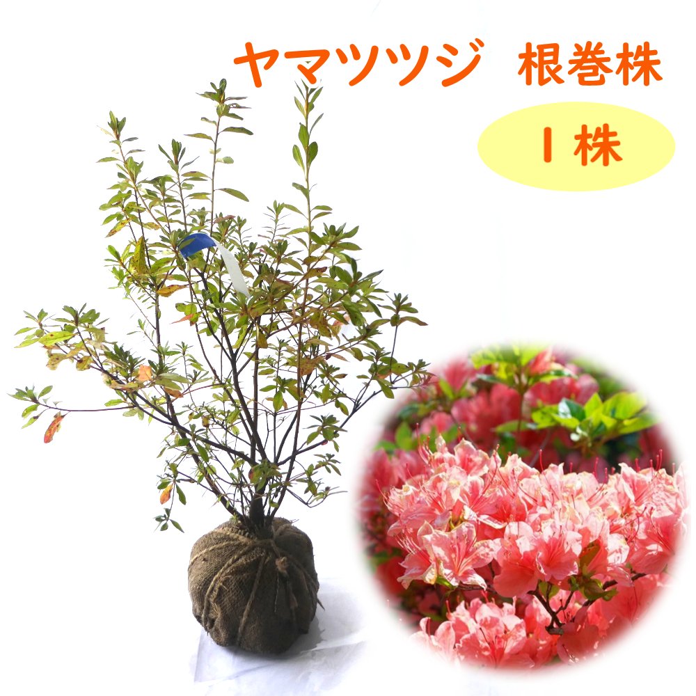 楽天市場】ヤマツツジの通販