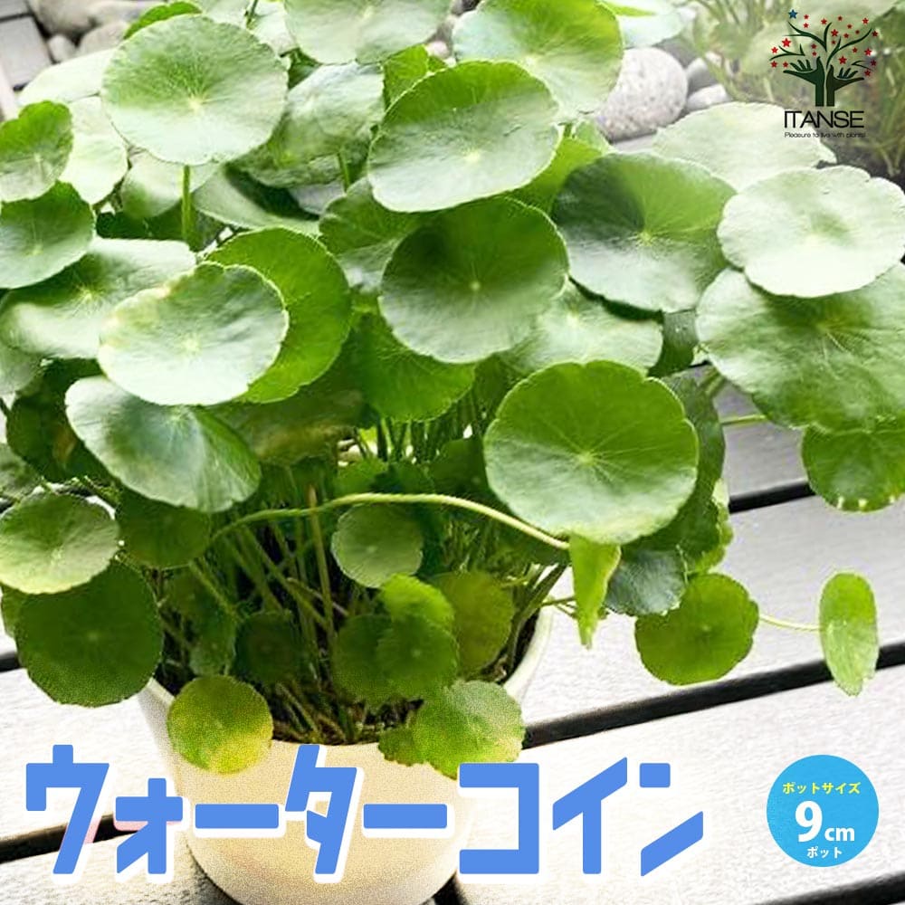 楽天市場】ウォーター マッシュルーム（花・ガーデン・DIY）の通販