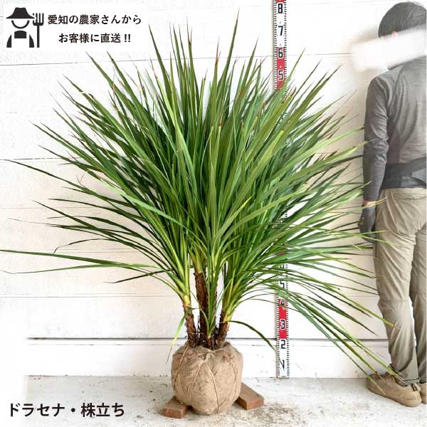 楽天市場】ドラセナ 株立ちの通販