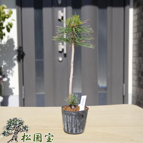 楽天市場】吾妻五葉松の通販