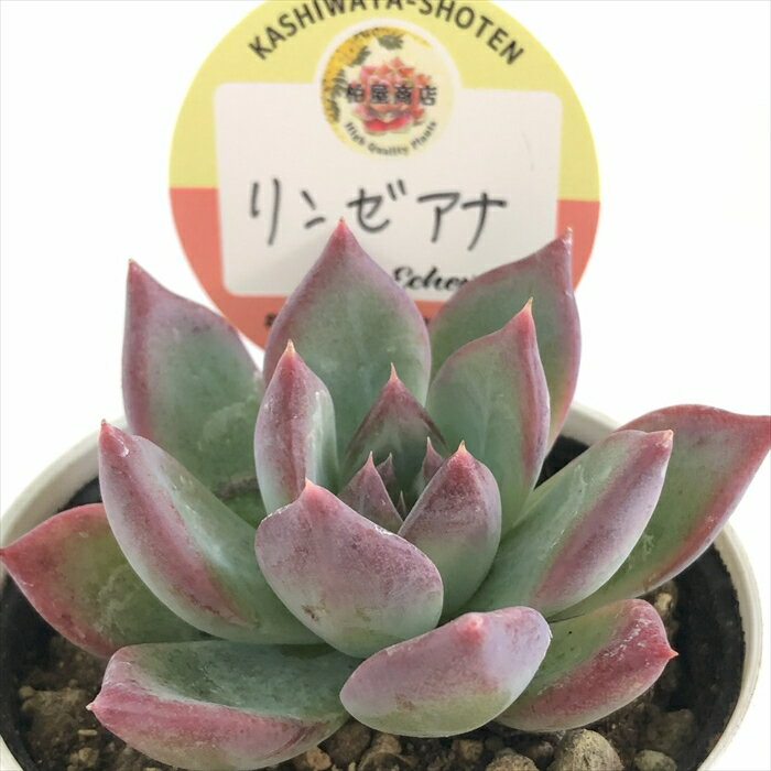 楽天市場】多肉植物 リンゼアナの通販