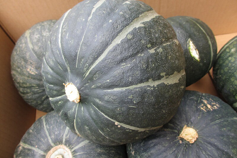 楽天市場】かぼちゃ（産地（都道府県）沖縄）（野菜・きのこ｜食品）の通販