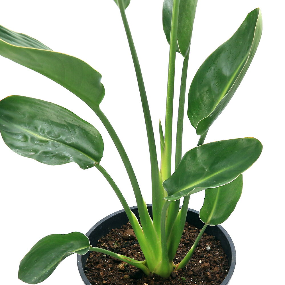 楽天市場】ストレリチア ノンリーフ（観葉植物｜花・観葉植物）：花