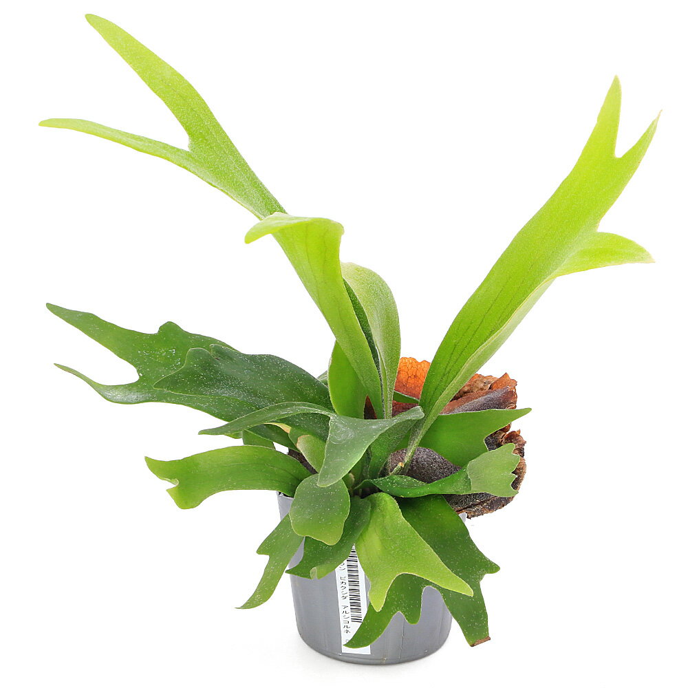 楽天市場】ビカクシダ（サイズ（植木鉢）～ 3号）（花・ガーデン・DIY