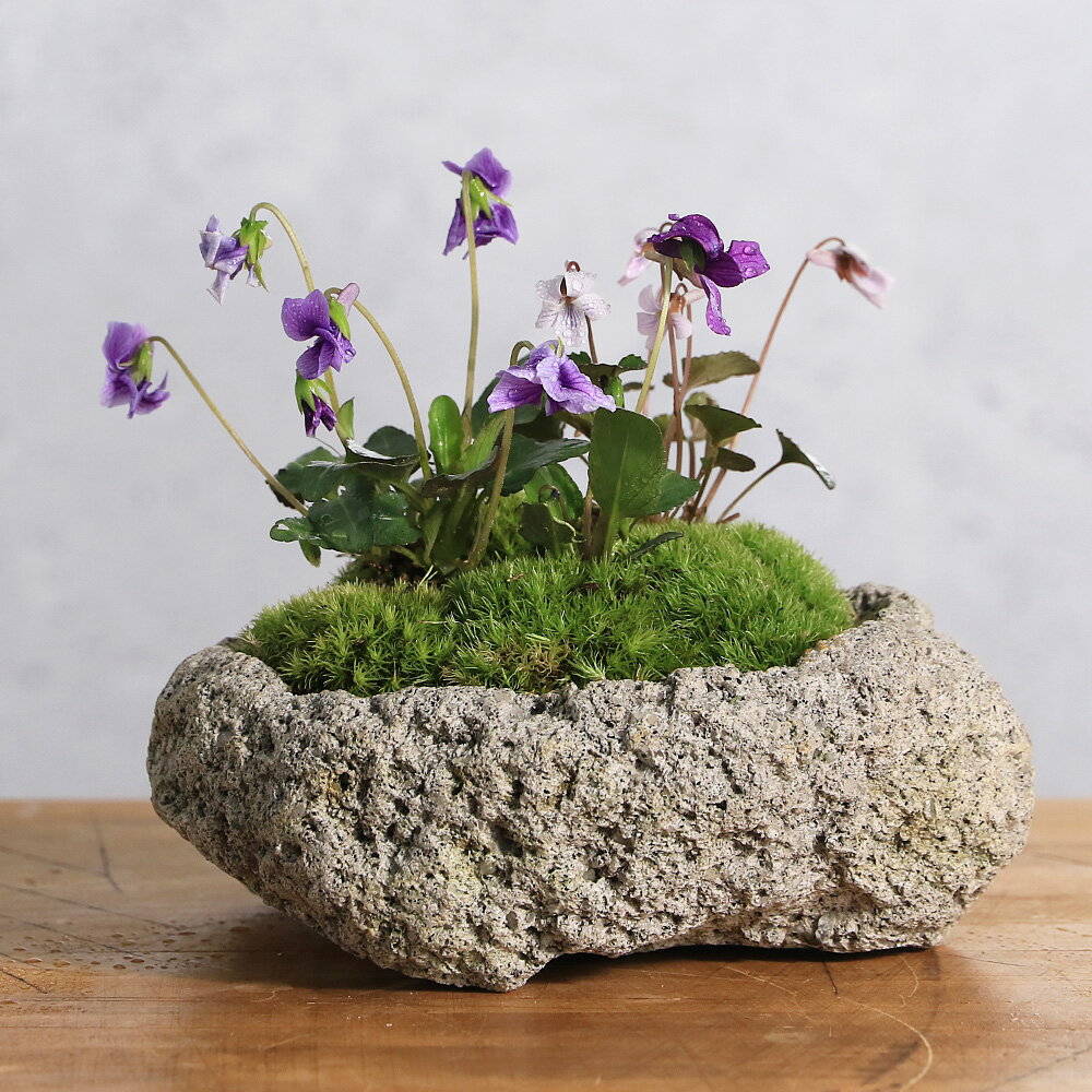 楽天市場】石 寄せ植えの通販