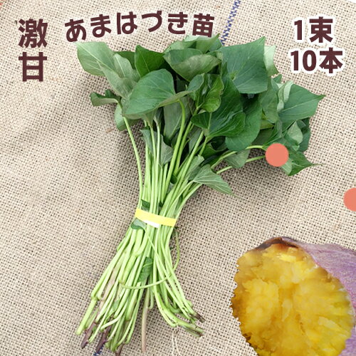 楽天市場】予約 苗の通販