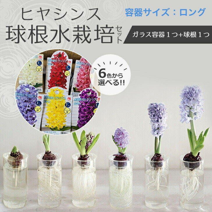楽天市場】球根 水栽培（栽培セット｜ガーデニング・農業）：花