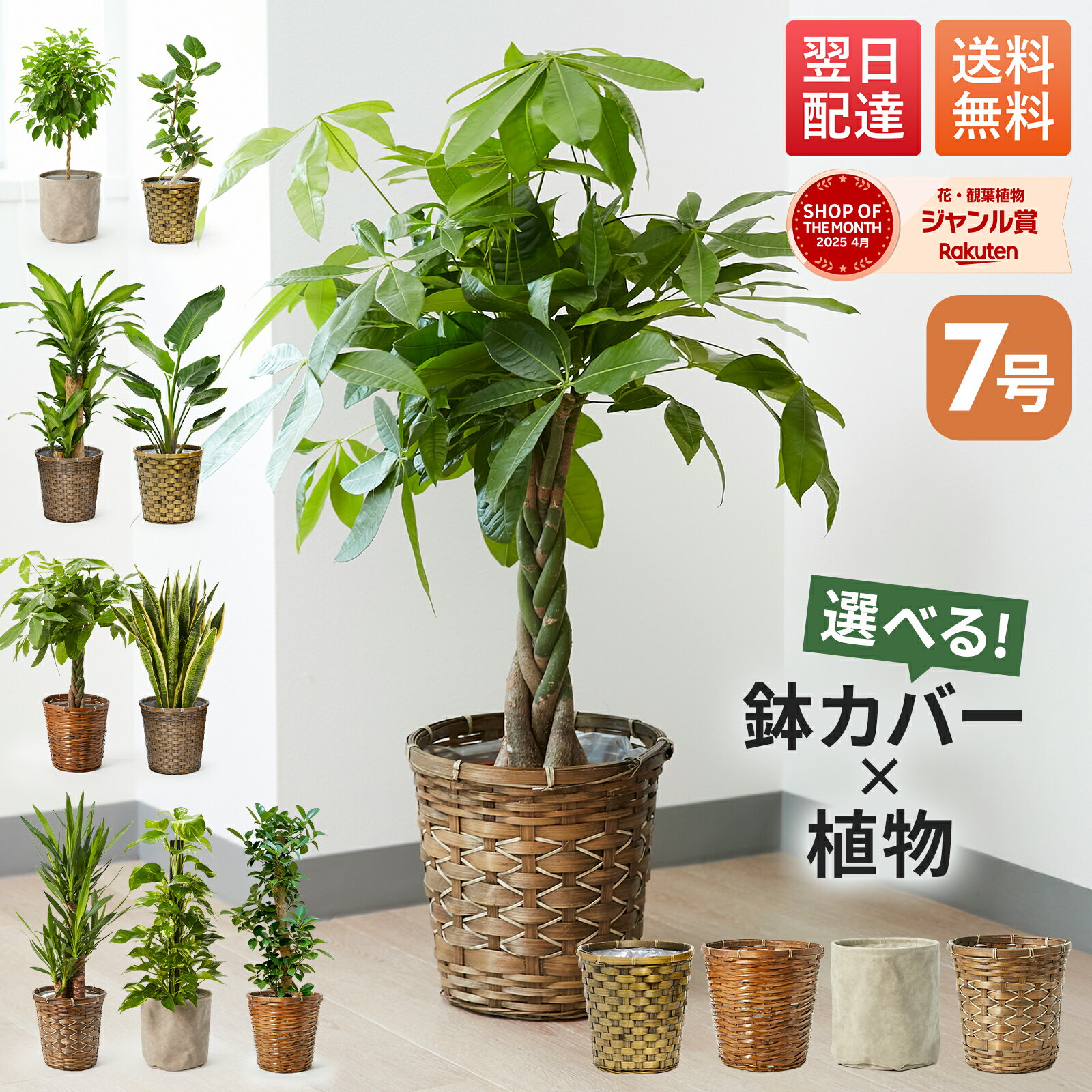 楽天市場】7号 ガジュマルの通販