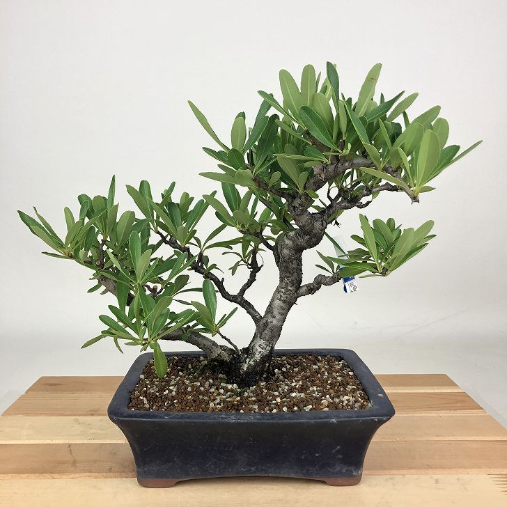 楽天市場】ピラカンサ（盆栽｜花・観葉植物）：花・ガーデン・DIYの通販