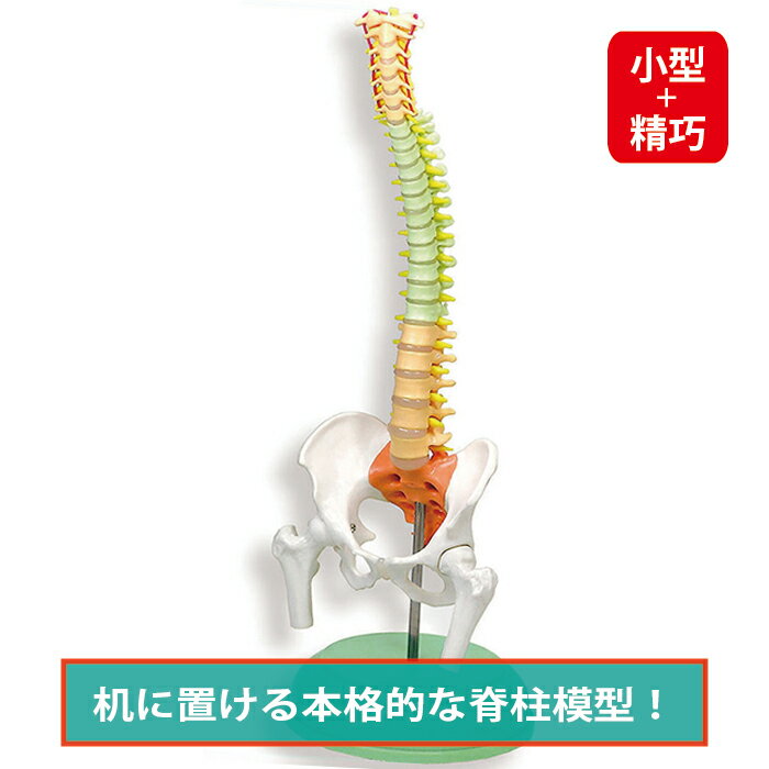 楽天市場】頚椎 模型の通販