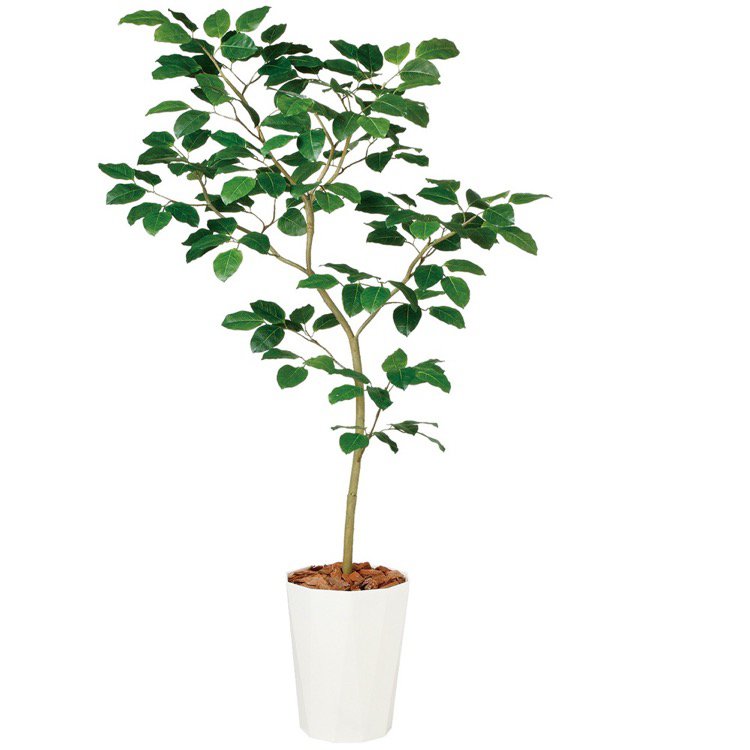 楽天市場】フェイクグリーン（種類（植物）ベンガルボダイジュ）の通販