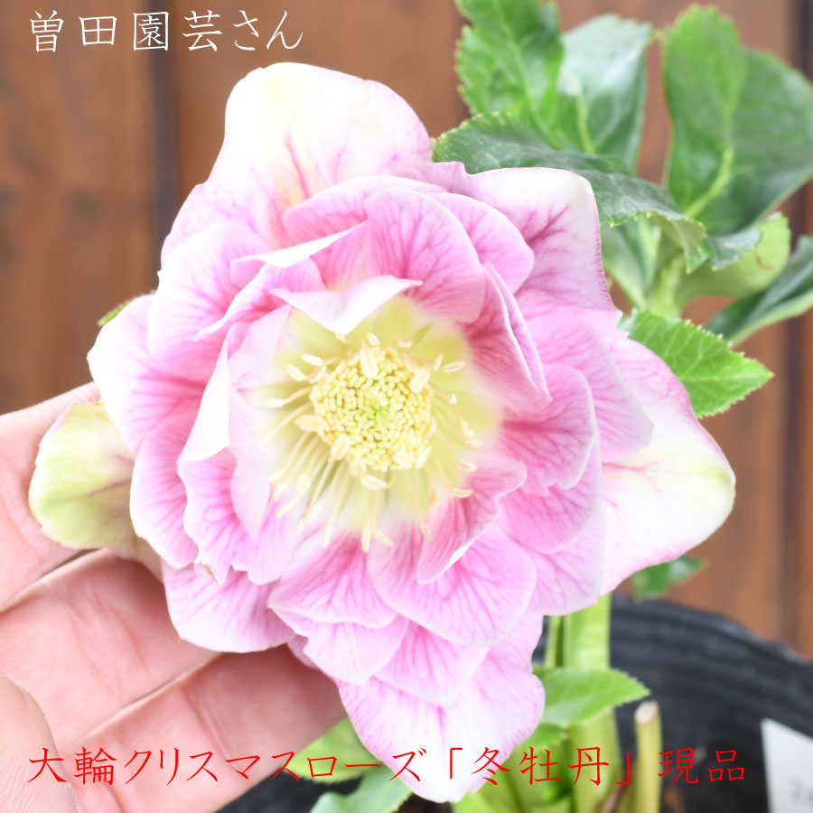 楽天市場】曽田園芸の通販