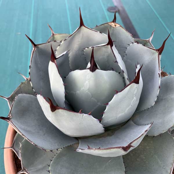 楽天市場】アガベ パリートルンカータ（観葉植物｜花・観葉植物）：花