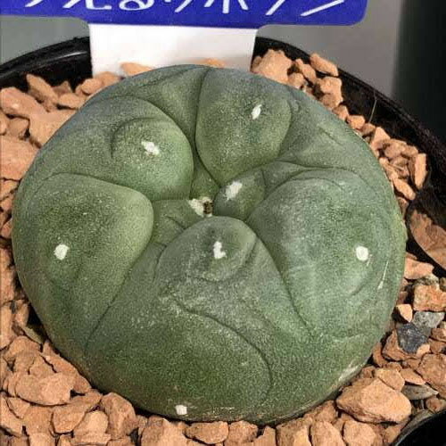 楽天市場】銀冠玉の通販