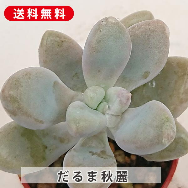 楽天市場】福だるま 多肉植物の通販