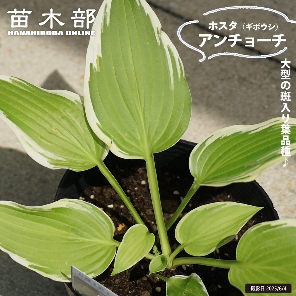 どんどん増える♪ 姫ホスタ (小型ホスタ) 1苗 斑入り どんどん増える