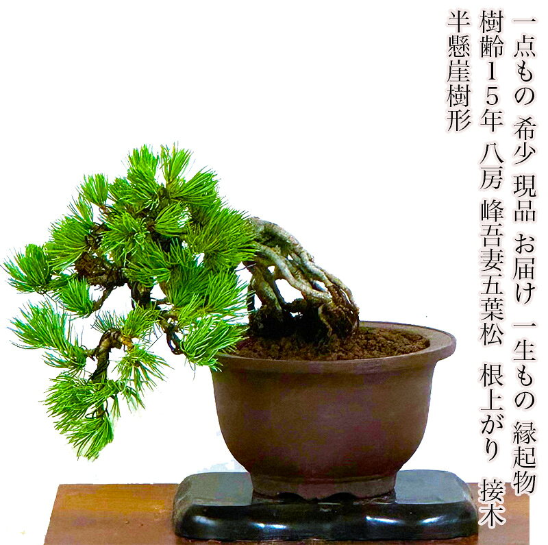 kb00035-01-a.jpg