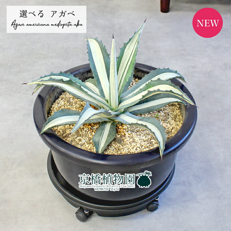 楽天市場】アガベ 華厳の通販
