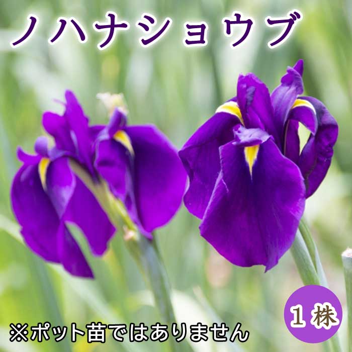 楽天市場】球根 菖蒲の通販