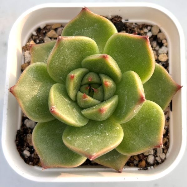 楽天市場】多肉植物ピーチプリデの通販