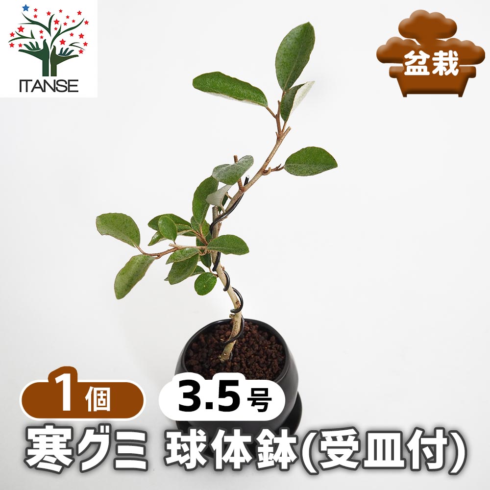 楽天市場】グミ 盆栽の通販