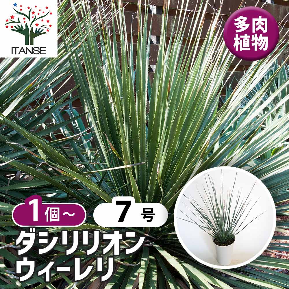 楽天市場】ダシリリオン（観葉植物｜花・観葉植物）：花・ガーデン