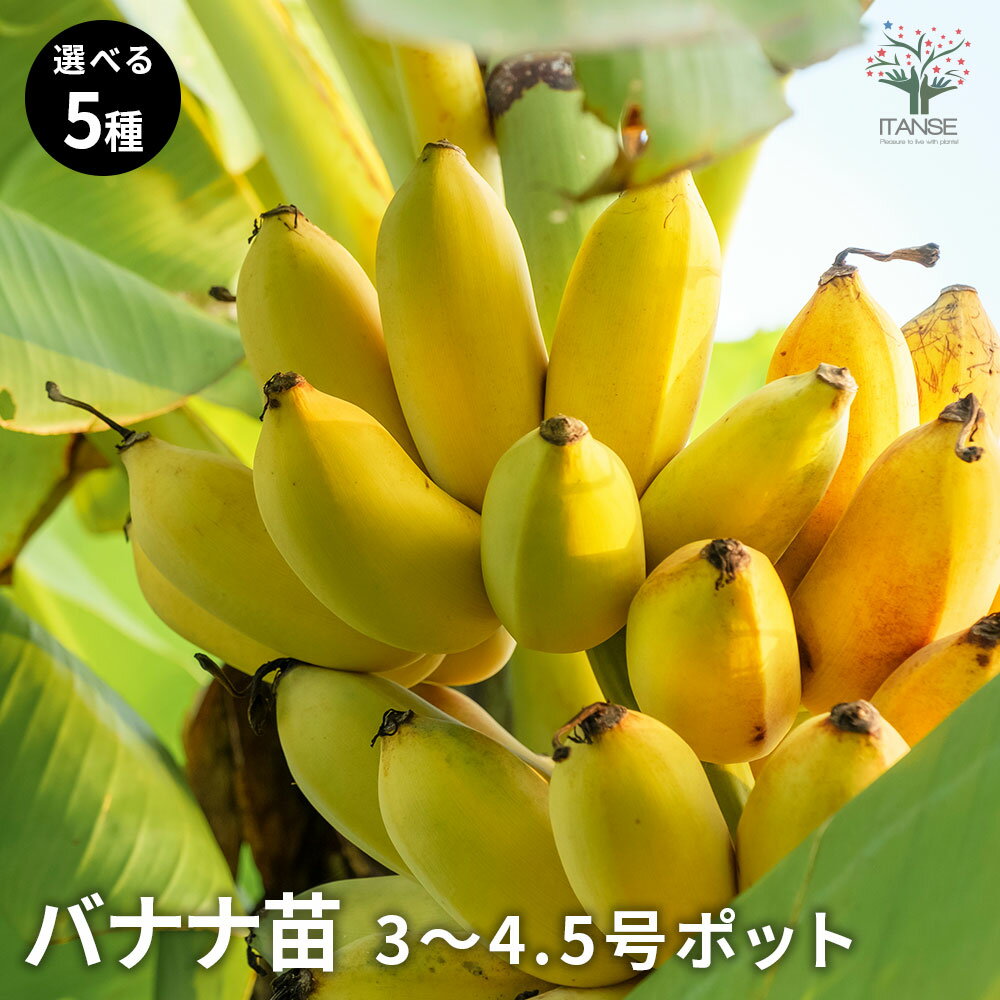 楽天市場】島バナナ 苗の通販