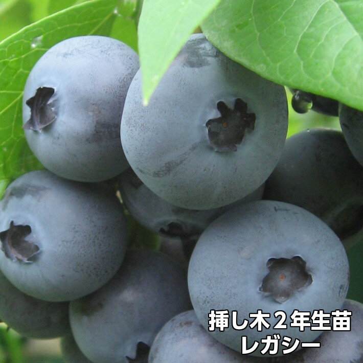 楽天市場】ブルーベリー レガシーの通販
