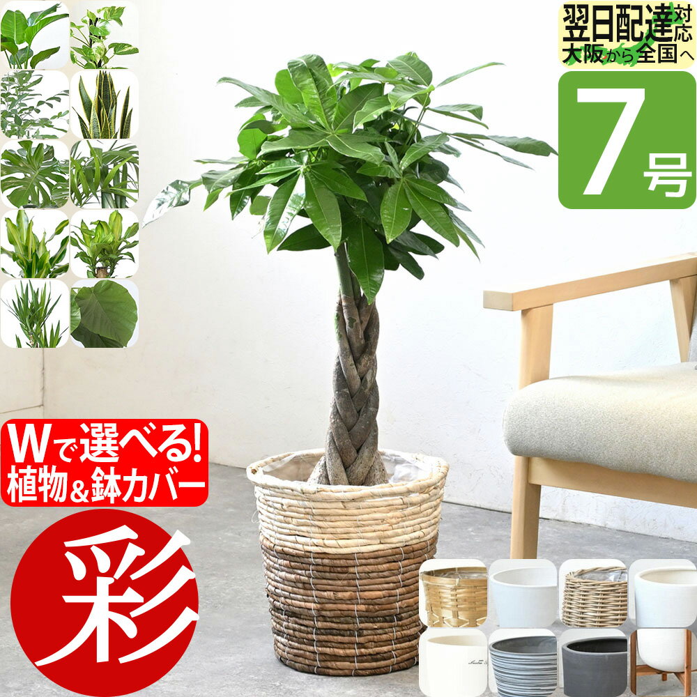 楽天市場】ステラ（観葉植物｜花・観葉植物）：花・ガーデン・DIYの通販