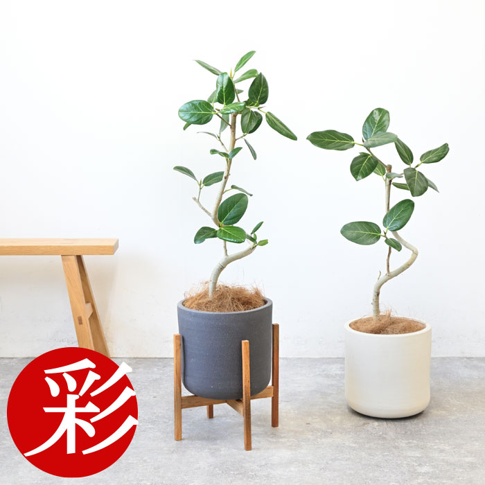 楽天市場】フィカス 陶器鉢の通販