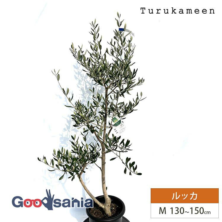 楽天市場】3M（種類（植物）オリーブ）（植木｜ガーデニング・農業