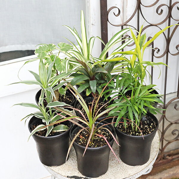 楽天市場】ドラセナ コルジリネ（観葉植物｜花・観葉植物）：花