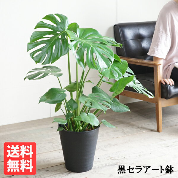 楽天市場】モンステラ8号の通販