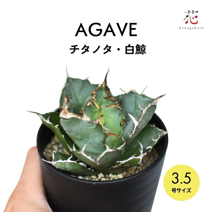 楽天市場】アガベ チタノタ 巌龍の通販