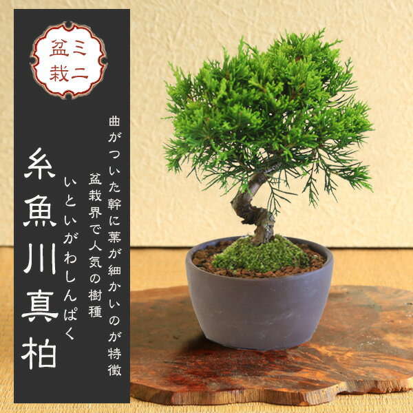 楽天市場】盆栽 真柏の通販