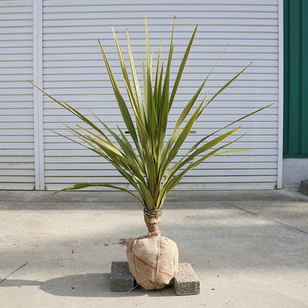楽天市場】ドラセナ コルジリネ（観葉植物｜花・観葉植物）：花