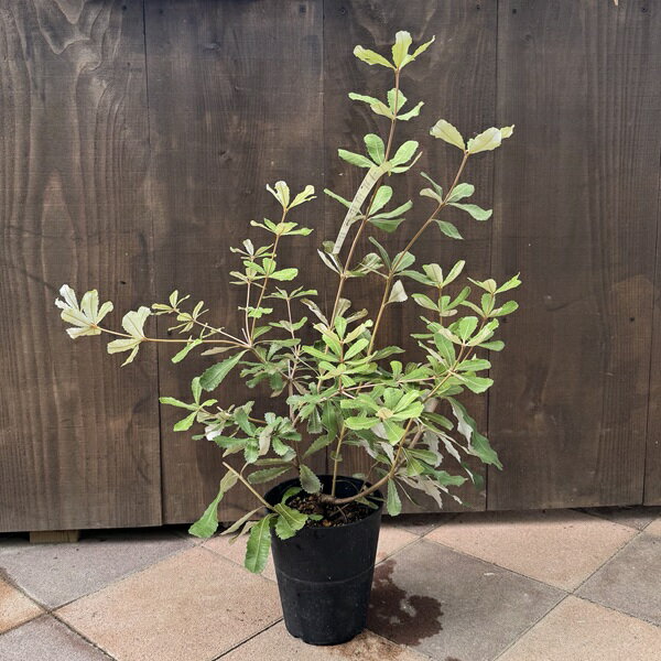 楽天市場】バンクシア（観葉植物｜花・観葉植物）：花・ガーデン・DIY