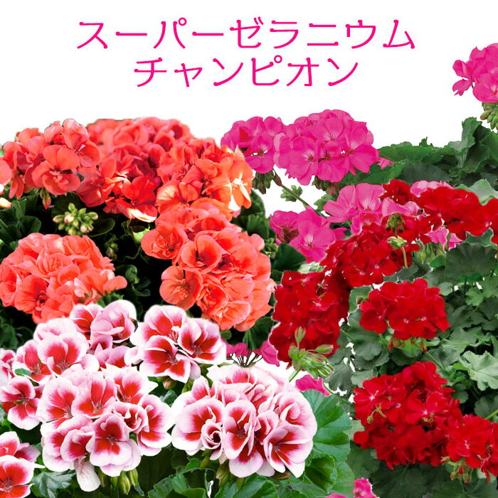 楽天市場】ゼラニウム 赤（ガーデニング・農業｜花・ガーデン・DIY）の通販