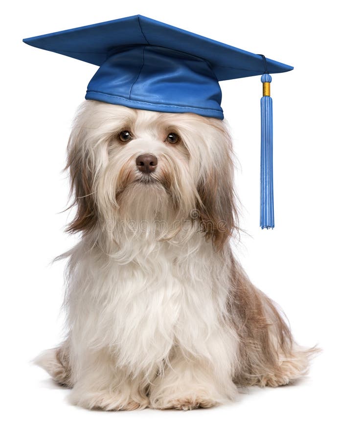 572 Dog Graduation Cap Stock Photos - Free & Royalty-Free Stock