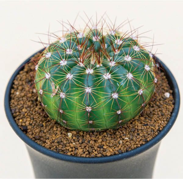 多肉植物図鑑】トゲは葉っぱ「サボテンの仲間」うちわ型・球形・柱型