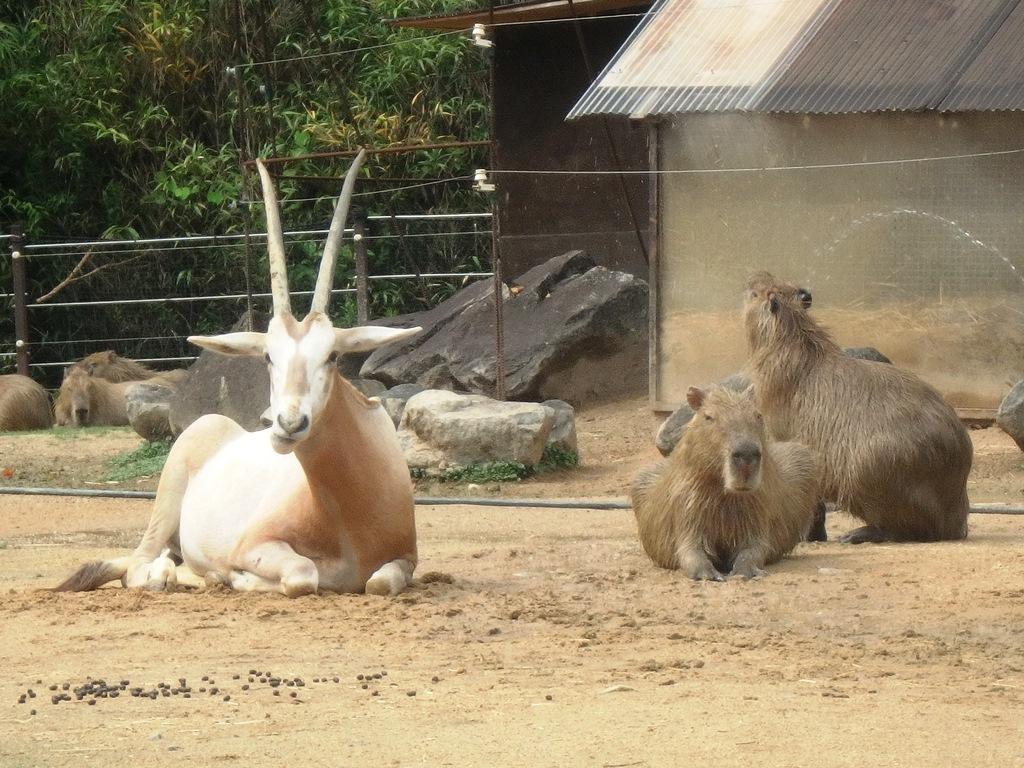 カピバラの夏 | スタッフブログ | とくしま動物園