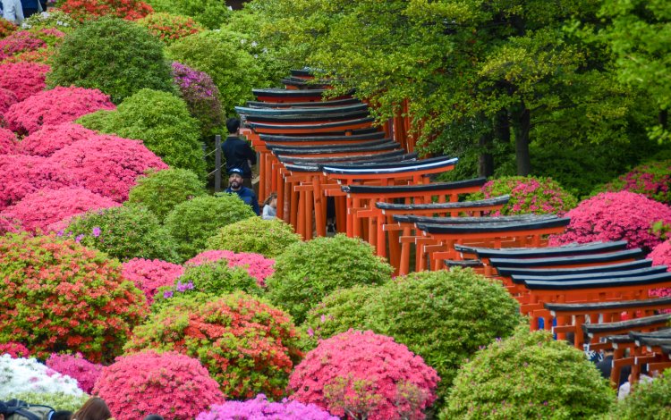 東京の春～根津神社のツツジ～ | 東京の四季(新版用) | とうきょうの