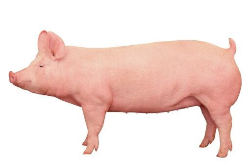 Pure lines - Topigs Norsvin JP