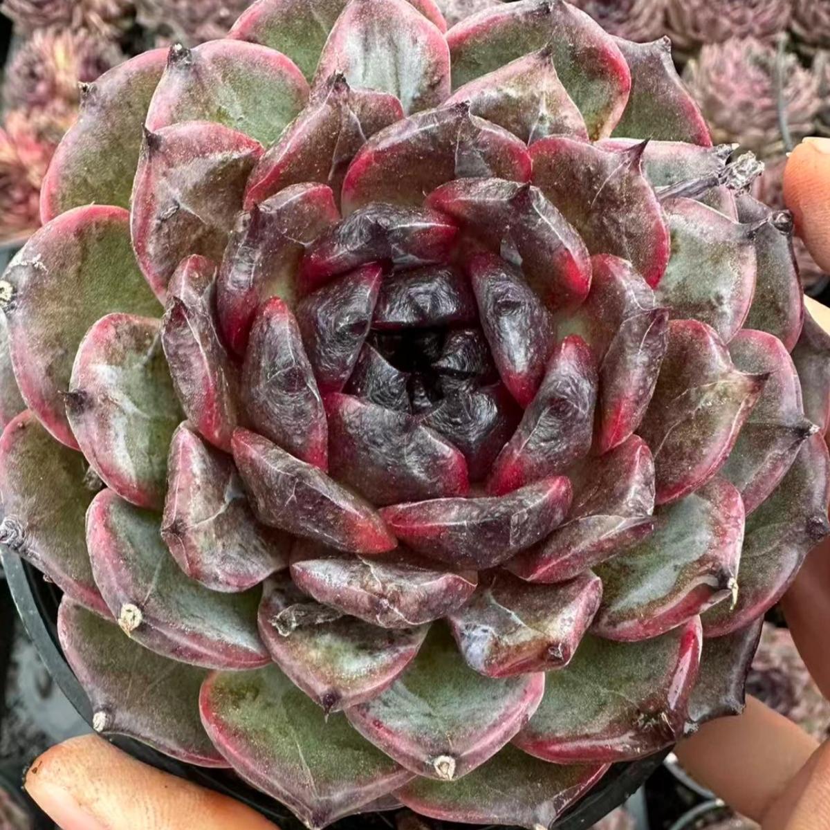 数量限定の新商品 – Top Succulent®