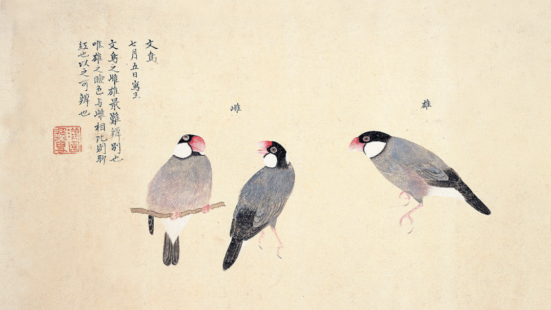第四回トリハ展：企画展示「江戸の鳥絵画資料」 | トリハ