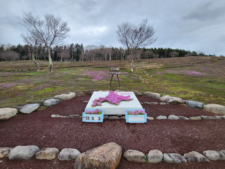 5月3日】芝ざくらが色付き始めました！｜北海道滝上町